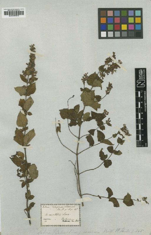 Salvia loxensis Benth. - BM000993019