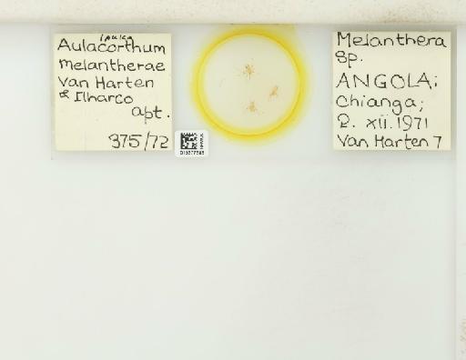 Ipuka melantherae van Harten & Ilharco, 1976 - 015377585_112650_1094622_157711_NoStatus