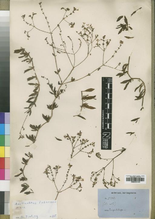 Aeollanthus tuberosus Hiern - BM000931409