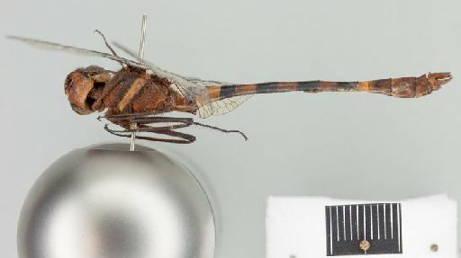 Macromia cupricincta Fraser, 1924 - Macromia_cupricincta-BMNHE_1242050-holotype-lateral_habitus