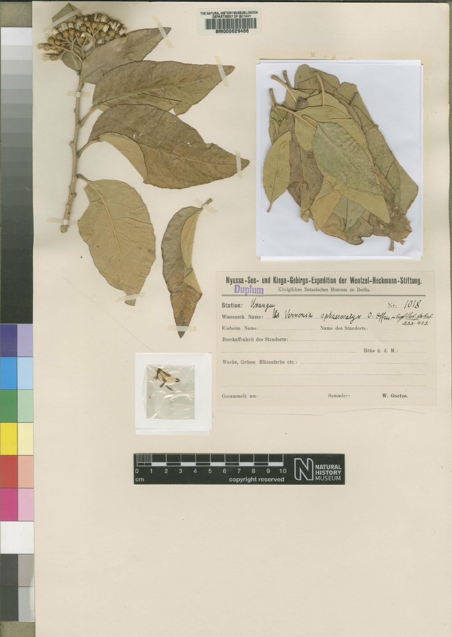 To NHMUK collection (Vernonia sphaerocalyx O.Hoffm.; Type; NHMUK:ecatalogue:4528637)