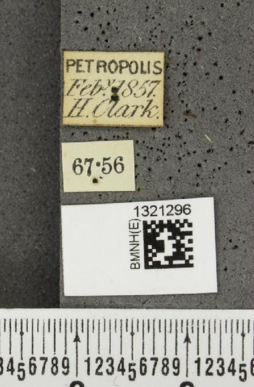 Diabrotica amoena (Dalman, 1823) - BMNHE_1321296_label_19704