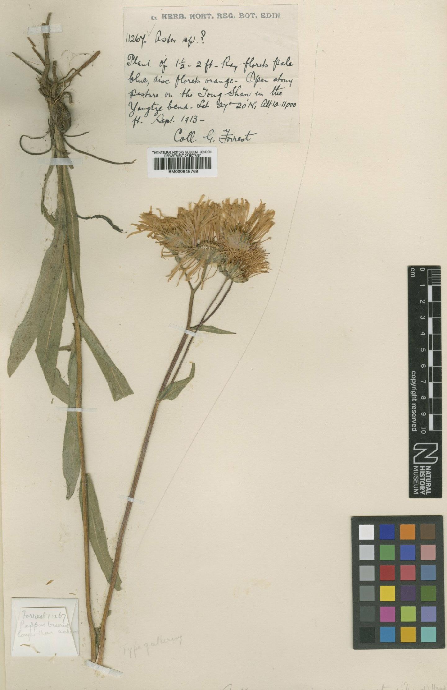 To NHMUK collection (Aster yunnanensis var. angustior Hand.-Mazz.; Type; NHMUK:ecatalogue:472041)