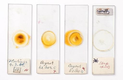 Porifera Grant, 1836 - Bowerbank slides
