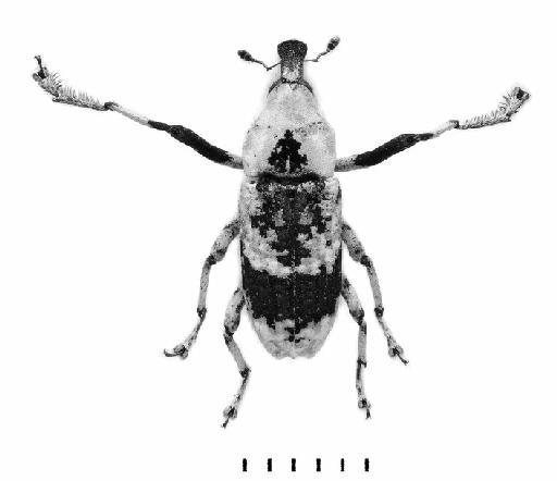 Gasterocercus longipes Kono, 1932 - Gasterocercus longipes-BMNH(E)1237645-dorsal mono