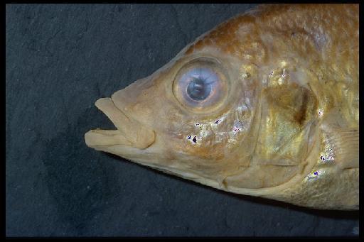 Haplochromis aelocephalus Greenwood, 1959 - Haplochromis aelocephalus; 1958.1.16.244