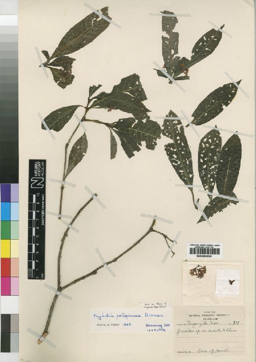 Psychotria petiginosa Brenan - BM000903581