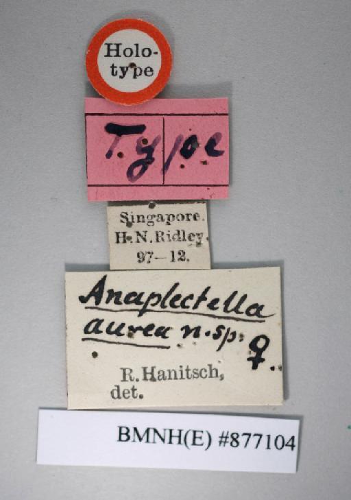 Anaplecta aurea Hanitsch, 1931 - Anaplecta aurea Hanitsch, 1931, female, holotype, labels. Photographer: Aging Wang. BMNH(E)#877104