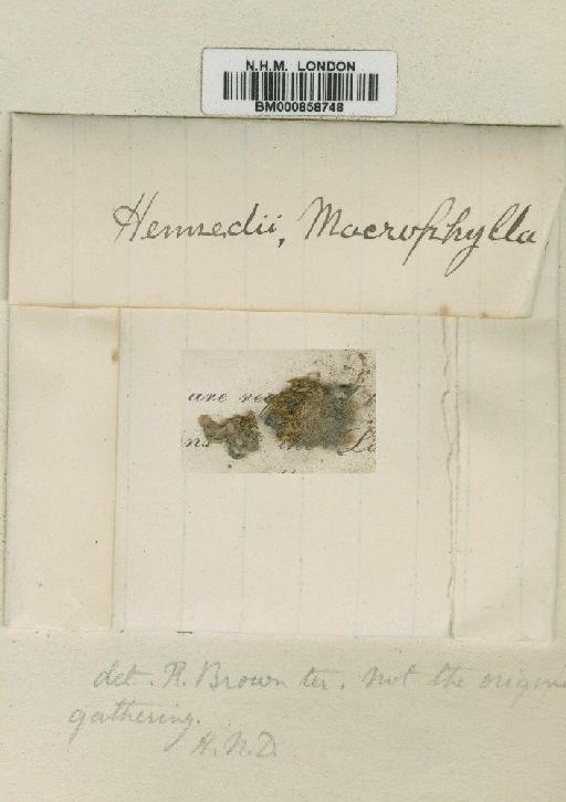 Hennediella macrophylla (R.Br.ter) Paris - BM000858748
