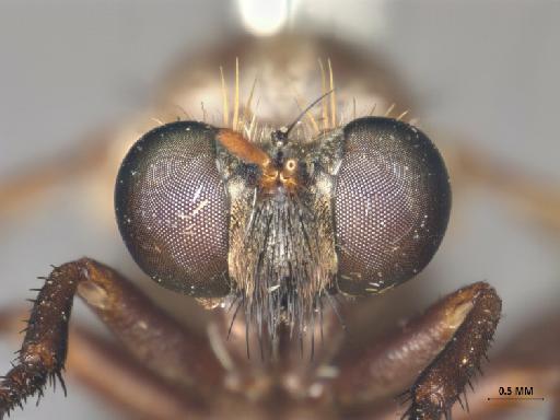 Anypodetus nigrifacies Ricardo, 1925 - 013445835_anterior_head