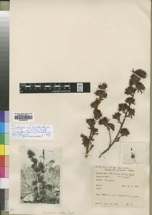 Combretum haullevilleanum De Wild. - BM000902243