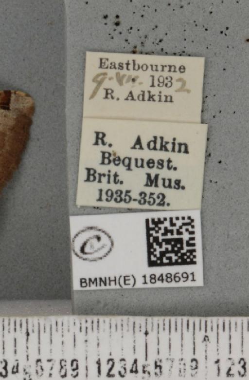 Macaria wauaria ab. plana Lempke, 1952 - BMNHE_1848691_label_422130