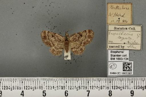 Eupithecia abietaria (Goeze, 1781) - BMNHE_1805387_380688