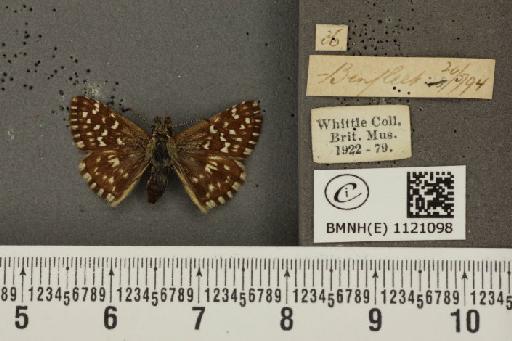 Pyrgus malvae (Linnaeus, 1758) - BMNHE_1121098_74840