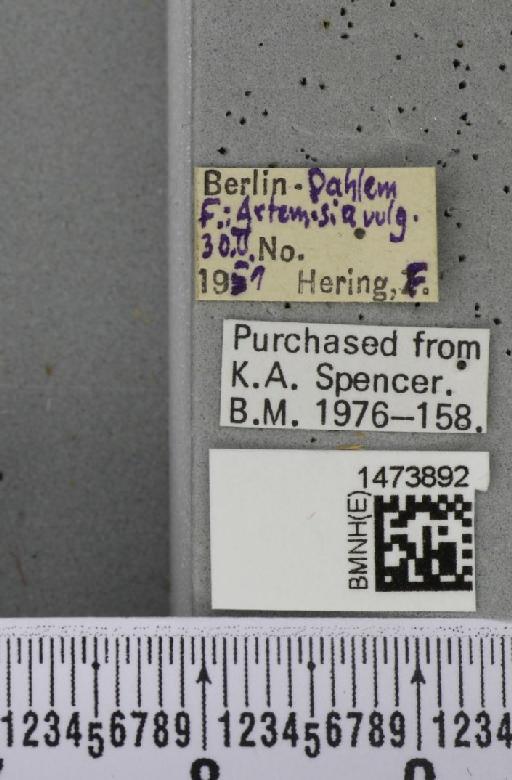 Liriomyza artemisicola De Meijere, 1924 - BMNHE_1473892_label_49025