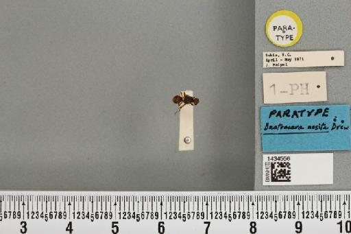 Bactrocera (Bactrocera) assita Drew, 1989 - BMNHE_1434556_28410