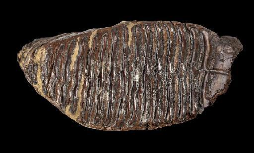 Mammuthus cf. primigenius (Blumenbach, 1799) - OR37248 Mammoth tooth from Millbank