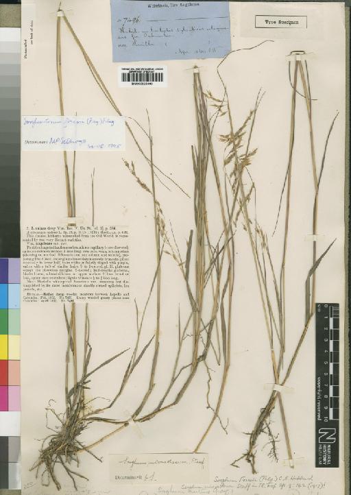 Sorghum friesii (Pilg.) C.E.Hubb. - BM000923440