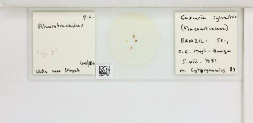 Aleurotrachelus Quaintance & Baker, 1914 - 013477767_117697_1091756_157792_NonType