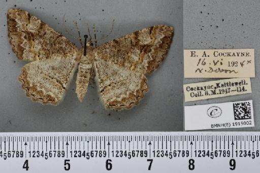 Alcis repandata repandata ab. fuscomarginata Lempke, 1952 - BMNHE_1915002_478856