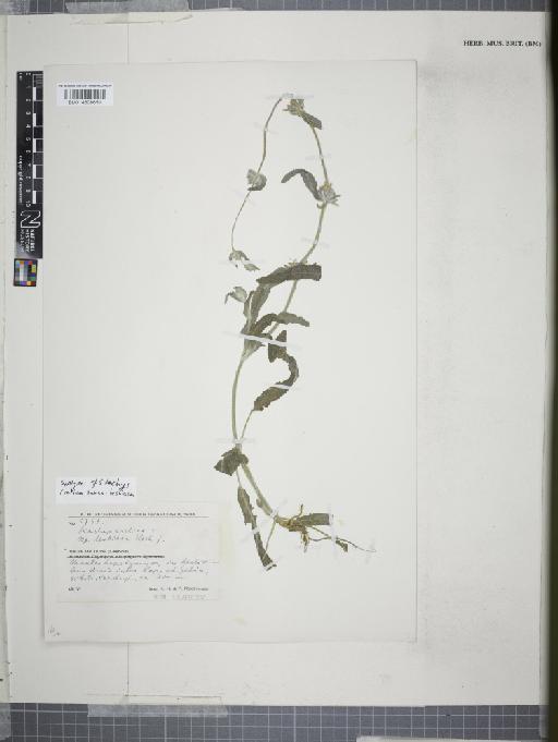 Stachys cretica subsp. lesbiaca Rech.f. - 014608651