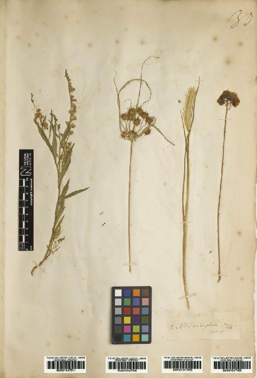 Cyperus echinatus (L.) Alph.Wood - BM001047039