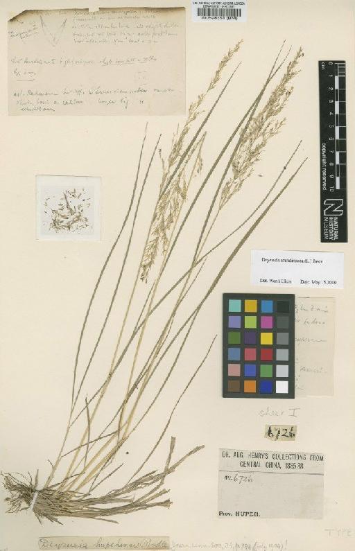 Calamagrostis arundinacea (L.) Roth - BM000598551