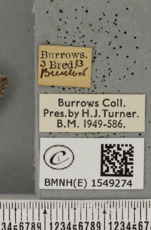 Achlya flavicornis galbanus Tutt, 1891 - BMNHE_1549274_label_238864