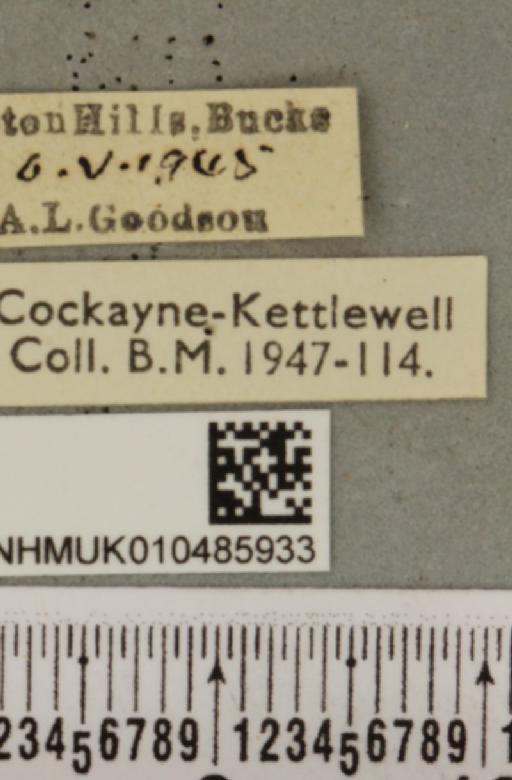 Phytometra viridaria ab. lungdahli Nordstrom, 1940 - NHMUK_010485933_label_542123