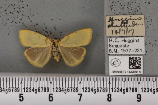Cybosia mesomella de Graaf, 1853 - BMNHE_1660818_284777