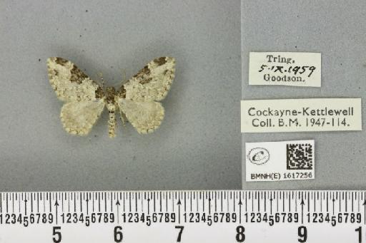Xanthorhoe fluctuata fluctuata (Linnaeus, 1758) - BMNHE_1617256_309330