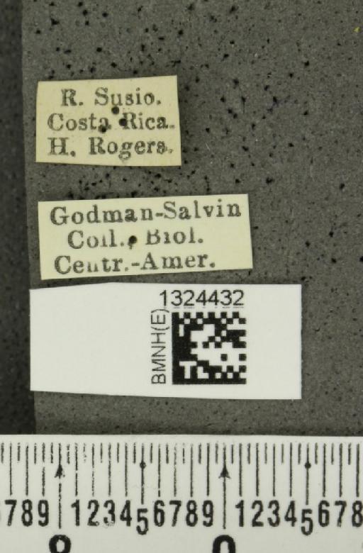 Isotes sexpunctata (Jacoby, 1878) - BMNHE_1324432_label_21970