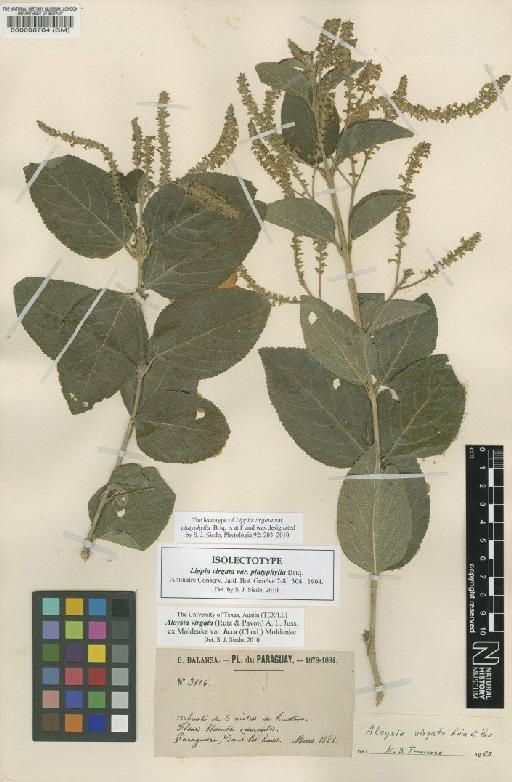 Aloysia virgata var. laxa (Chodat) Moldenke - BM000098764