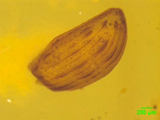 Aphodiinae Leach, 1815 - 010189660___15