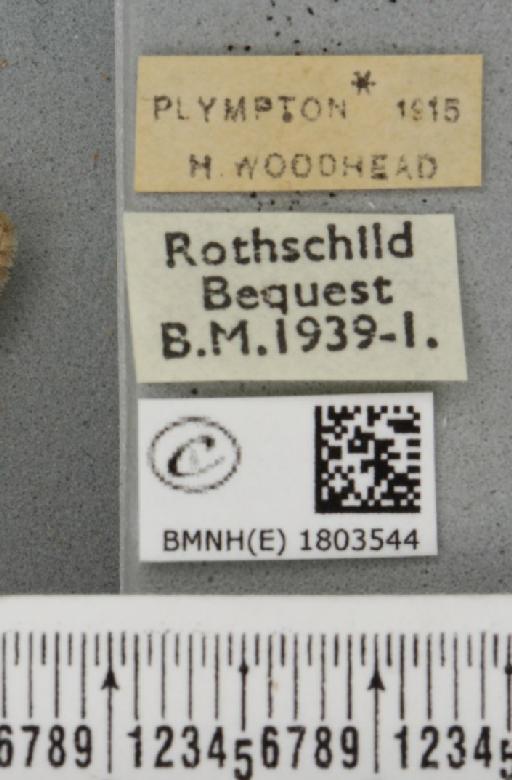 Pasiphila debiliata ab. nigropunctata Chant, 1833 - BMNHE_1803544_label_378912