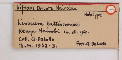 Nairobia bifrons De Lotto, 1964 - 010715135_additional