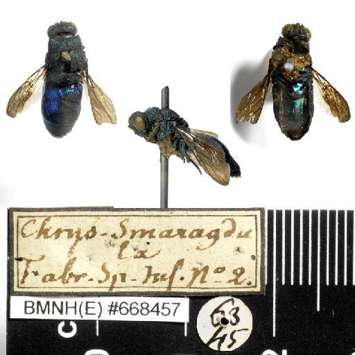Chrysis smaragdula Fabricius, 1775 - Chrysis_smaragdula-BMNH(E)#668457-habiti