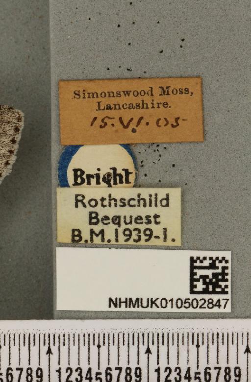 Acronicta leporina ab. melanocephala Mansbridge, 1905 - NHMUK_010502847_label_560860