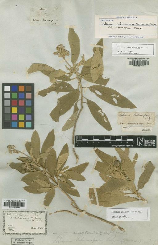 Solanum stipulaceum Willd. - BM000617911
