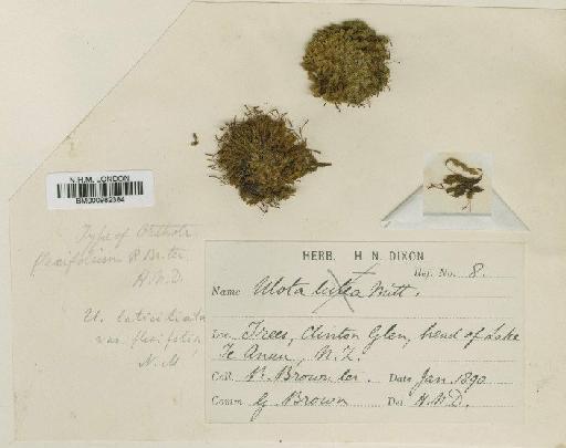 Ulota lutea (Hook.f. & Wilson) Mitt. - BM000982384