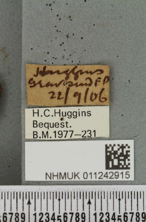 Aporophyla lutulenta (Denis & Schiffermüller, 1775) - NHMUK_011242915_label_644038