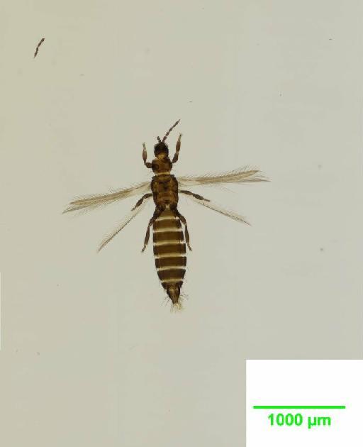 Thrips atratus Haliday, 1836 - 010155967__2015_12_11