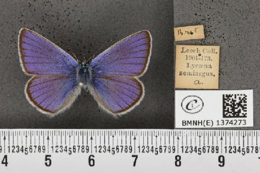 Cyaniris semiargus semiargus (Rottemburg, 1775) - BMNHE_1374273_167605