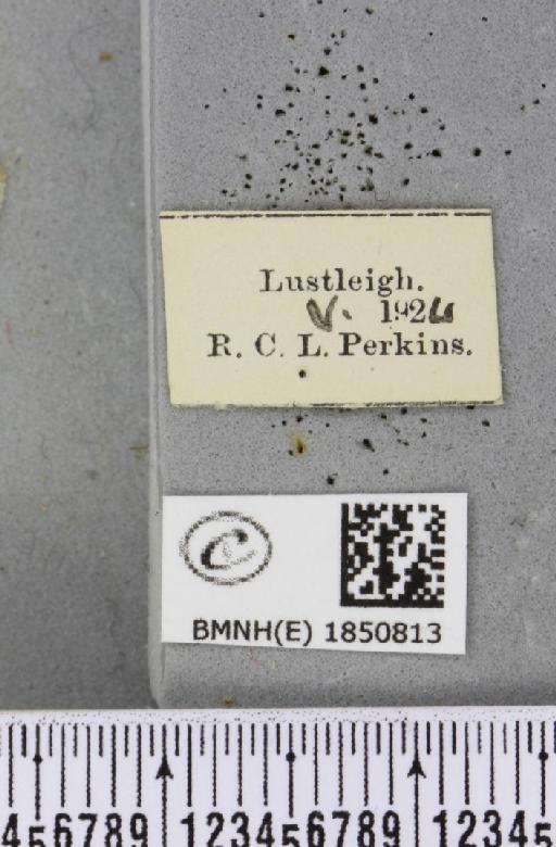 Petrophora chlorosata (Scopoli, 1763) - BMNHE_1850813_label_425735