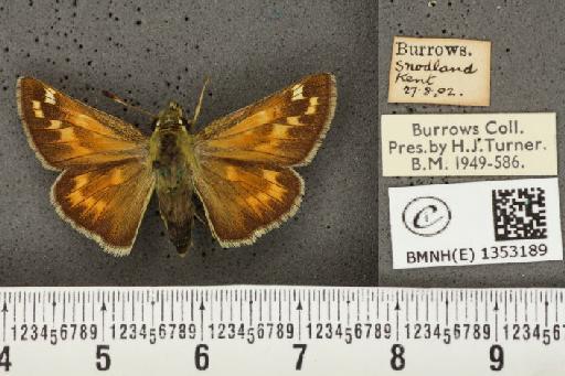 Hesperia comma (Linnaeus, 1758) - BMNHE_1353189_156225