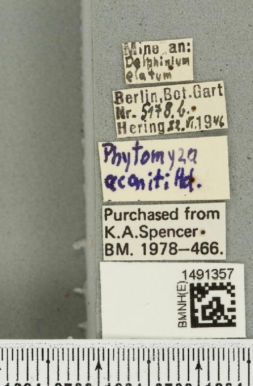 Phytomyza aconiti Hendel, 1920 - BMNHE_1491357_label_52984