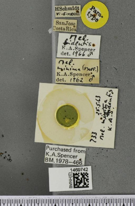 Melanagromyza bidentis Spencer, 1966 - BMNHE_1469742_label_45100