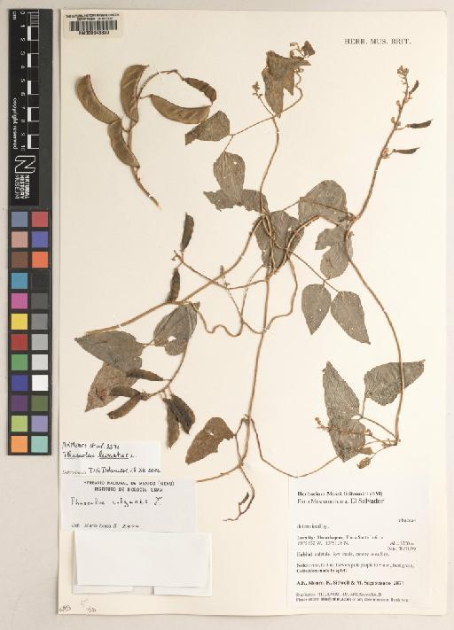 Phaseolus lunatus L. - BM000643330