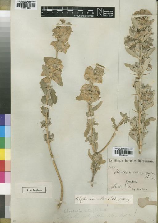 Otostegia integrifolia Benth. - BM000910284