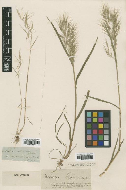 Bromus murorum Bernh. ex Roem. & Schult. - BM001067313